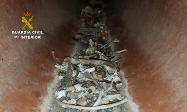 Descubren decenas de cadáveres de perros, algunos decapitados, en una alcantarilla de El Casar