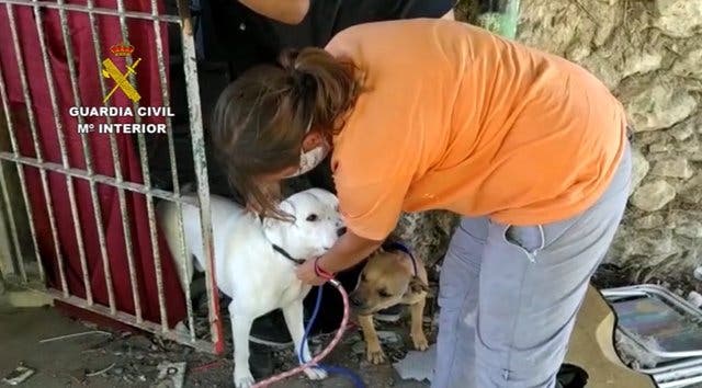 Dos perros potencialmente peligrosos atacan a un ciclista en Campo Real