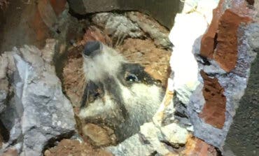 El complicado rescate de un mapache atrapado en una tubería en Torres de la Alameda