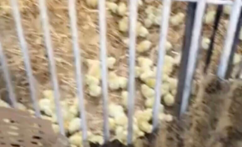 Abandonan a 20.000 pollitos en el aeropuerto de Barajas 