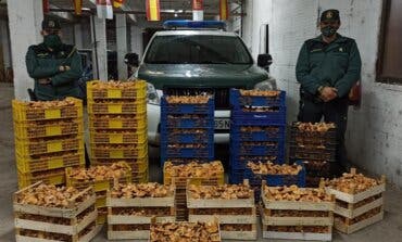 Nuevas incautaciones de níscalos recogidos de manera ilegal en Guadalajara