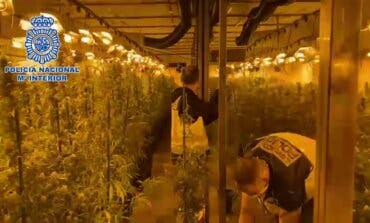 Desmantelan en Paracuellos una plantación de marihuana valorada en más de 3,6 millones de euros