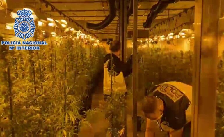 Desmantelan en Paracuellos una plantación de marihuana valorada en más de 3,6 millones de euros