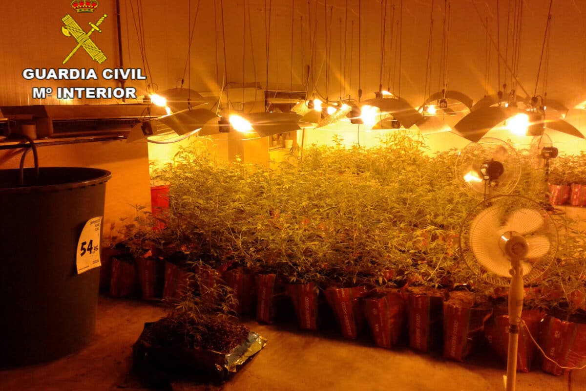 Cuatro detenidos en Marchamalo y Cabanillas por cultivar marihuana