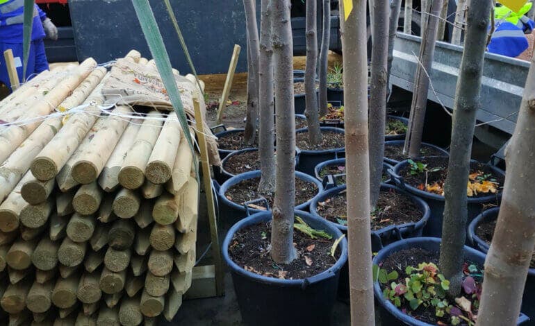 San Fernando de Henares plantará cerca de 300 árboles hasta finales de año