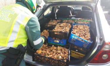 Detenido en la A-2 un conductor con el carnet retirado que llevaba 100 kilos de níscalos