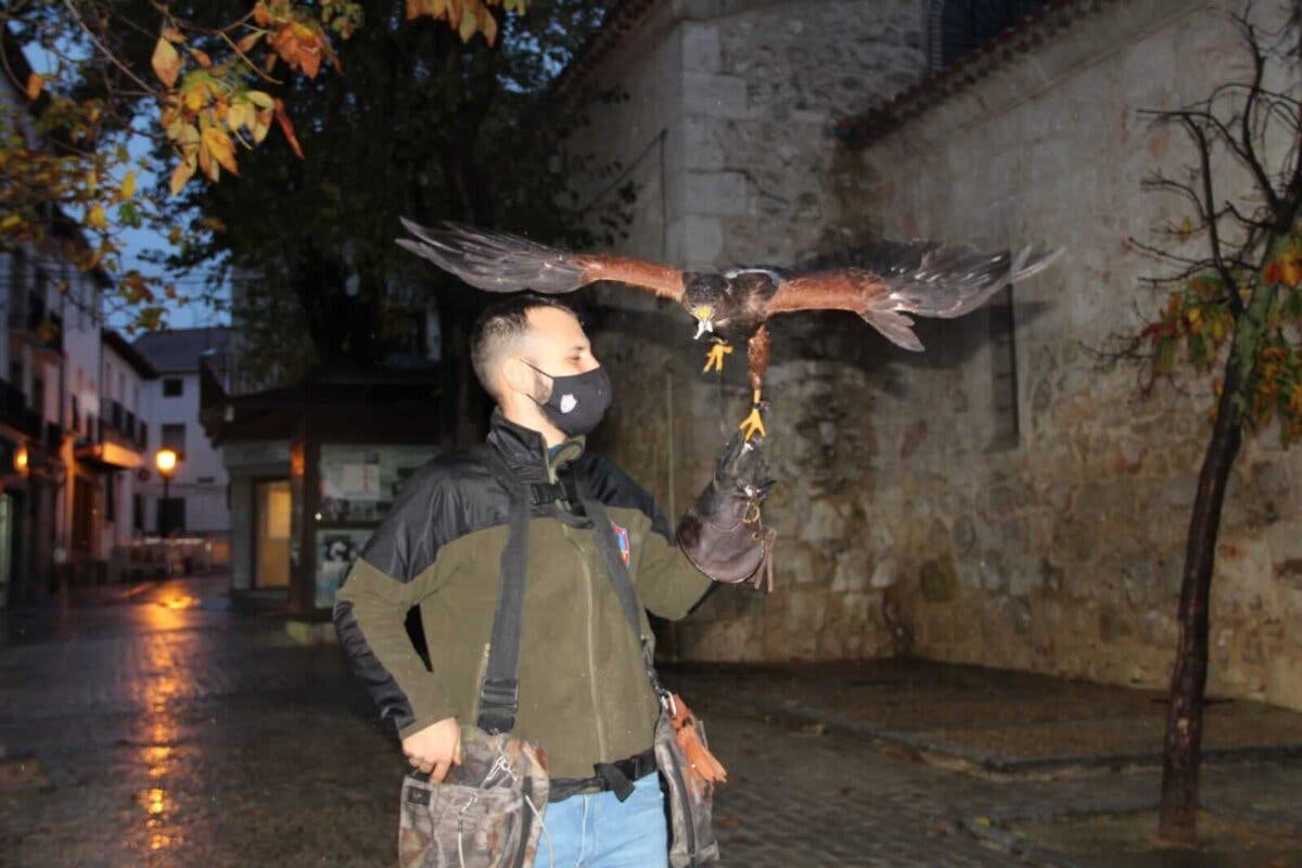 Vuelos disuasorios con aves rapaces en Arganda para ahuyentar a las palomas