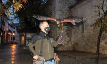 Vuelos disuasorios con aves rapaces en Arganda para ahuyentar a las palomas