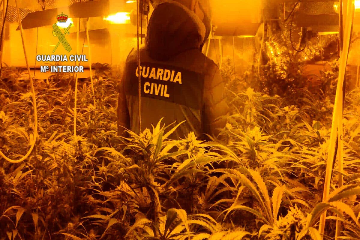 La Guardia Civil desmantela una plantación de marihuana en Valdeaveruelo