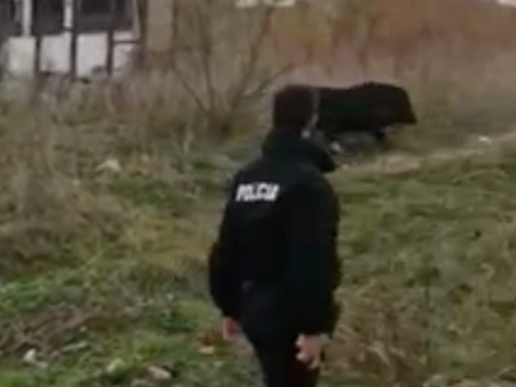 Policías de Velilla de San Antonio tratan de atrapar sin éxito a un cerdo vietnamita