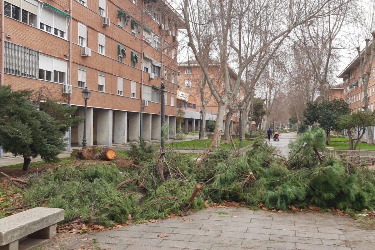 Restos de arbolado en las calles de Alcalá de Henares 20 días después del temporal