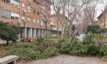 Restos de arbolado en las calles de Alcalá de Henares 20 días después del temporal