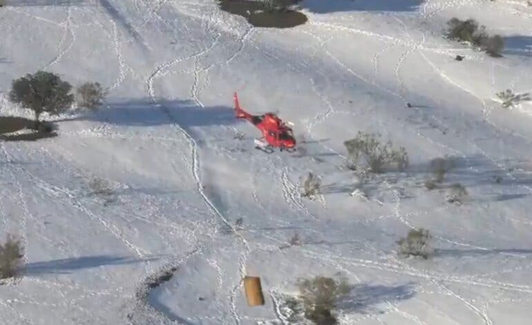 Madrid alimenta desde el aire a 400 animales aislados por la nieve