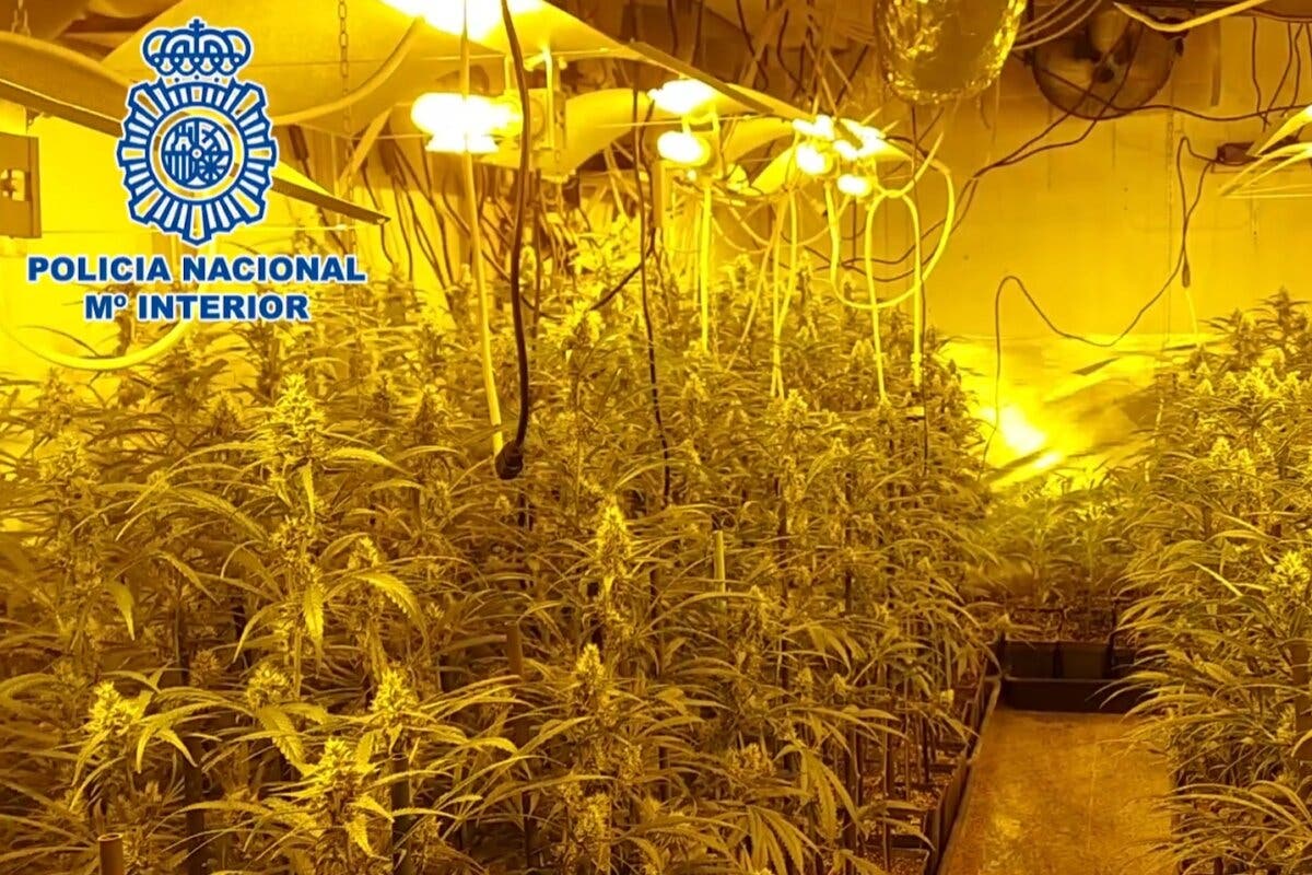 Cinco detenidos y 4.400 plantas de marihuana incautadas en dos chalés de Campo Real