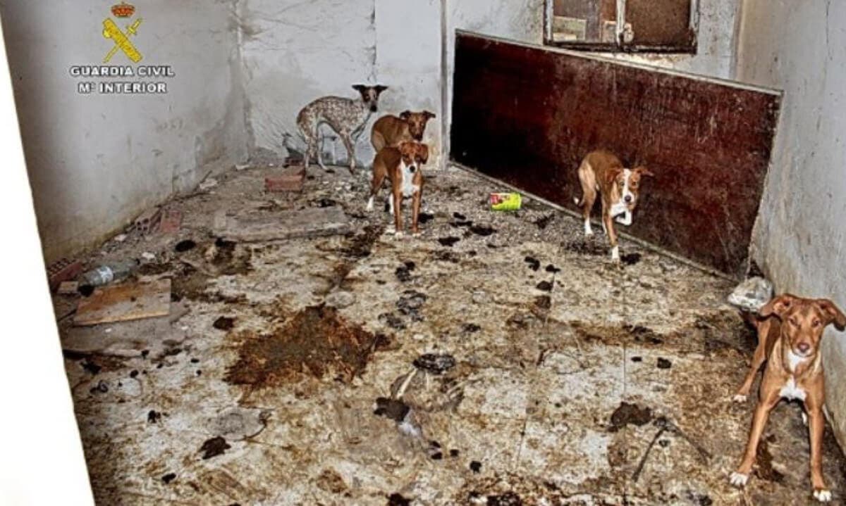 Hallan 22 perros en pésimas condiciones y cadáveres de otros siete en una finca de Ambite