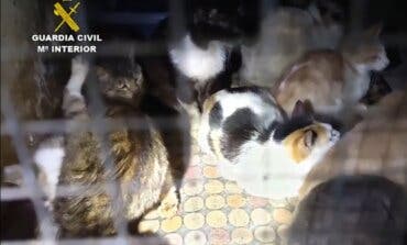 Una mujer tenía más de 50 gatos hacinados en 10 metros cuadrados en Arganda