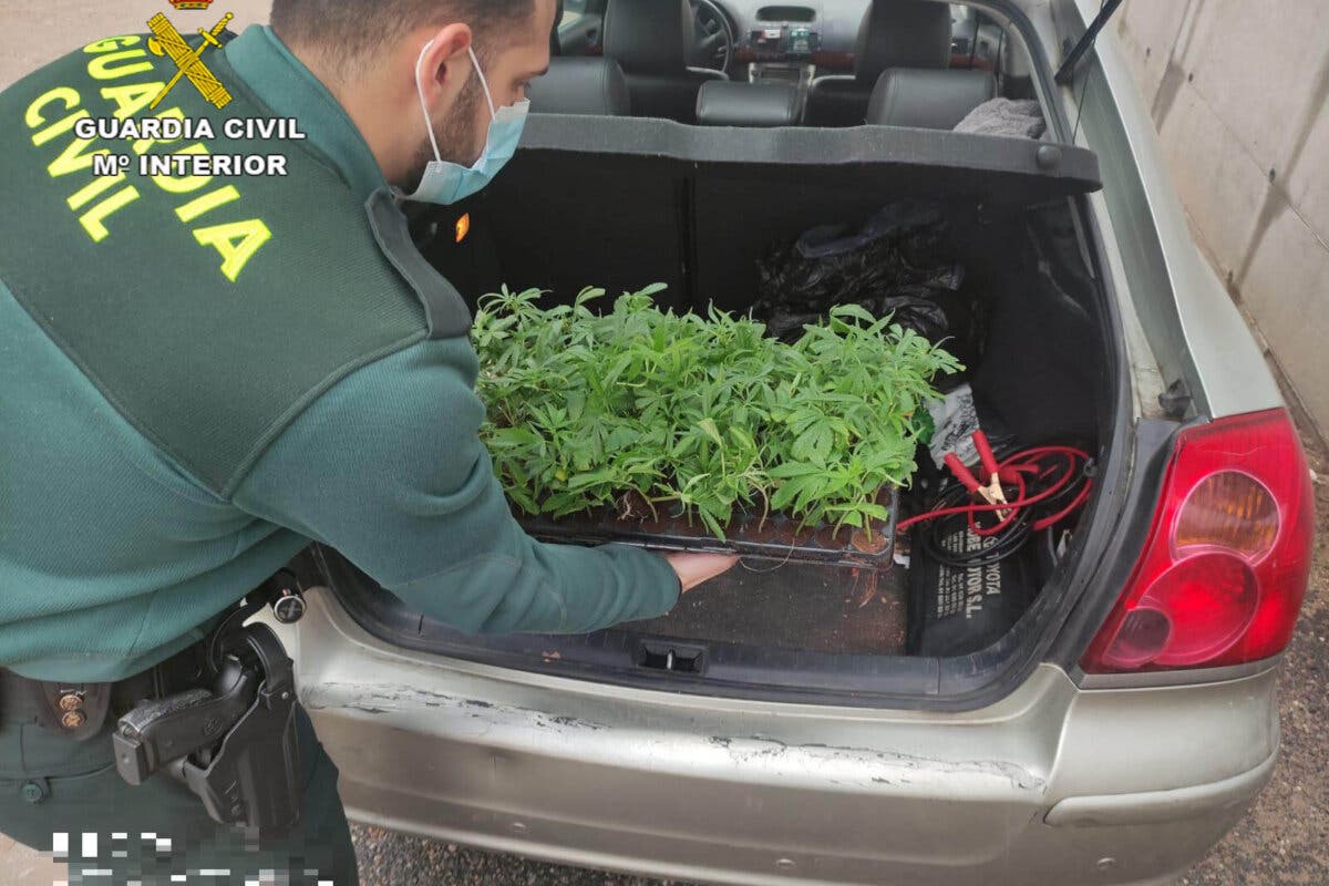 Pillado un vecino de Madrid en un control anticovid en Guadalajara con 100 esquejes de marihuana