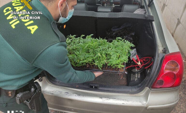 Pillado un vecino de Madrid en un control anticovid en Guadalajara con 100 esquejes de marihuana