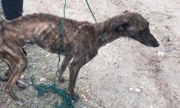 Investigadas dos personas en Campo Real por tener a cinco perros en pésimas condiciones