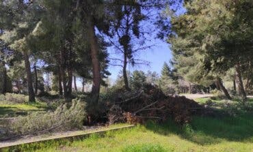Restos de poda sin recoger en Coslada tres meses después de Filomena 