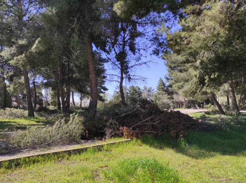 Restos de poda sin recoger en Coslada tres meses después de Filomena 