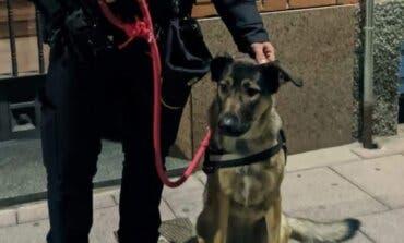 Detenido por dar puñetazos y patadas a su perra en Torrejón de Ardoz