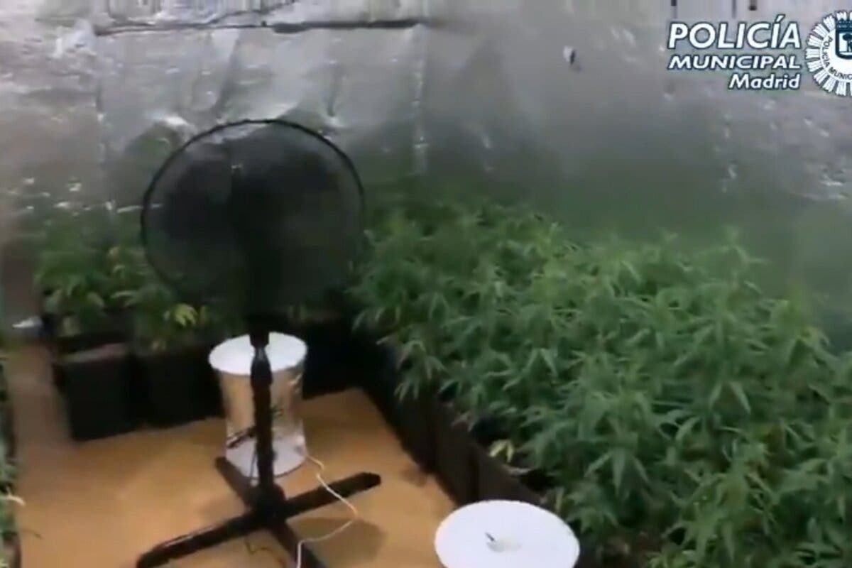 Detenido en Madrid un okupa que cultivaba 130 plantas de marihuana en un piso