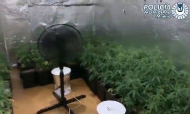 Detenido en Madrid un okupa que cultivaba 130 plantas de marihuana en un piso