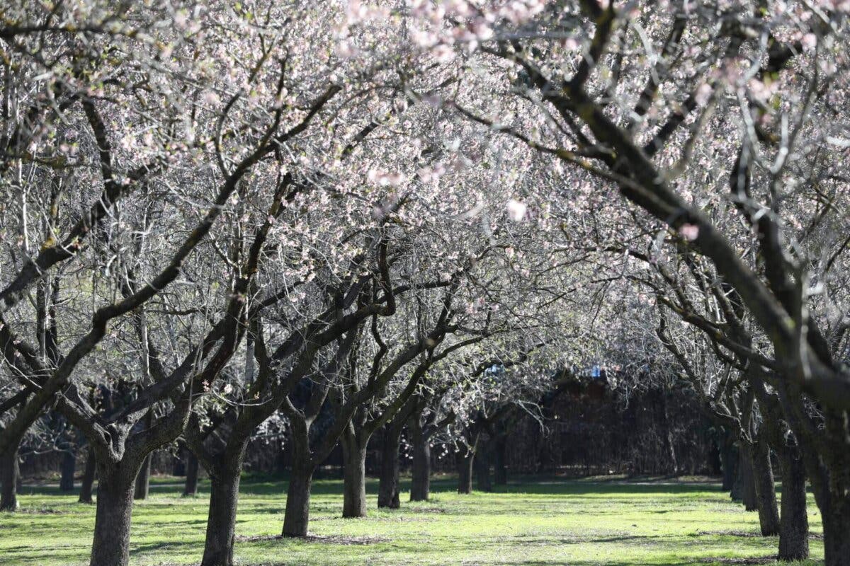 Siete parques históricos de Madrid reabren este jueves al completo tras los estragos de Filomena