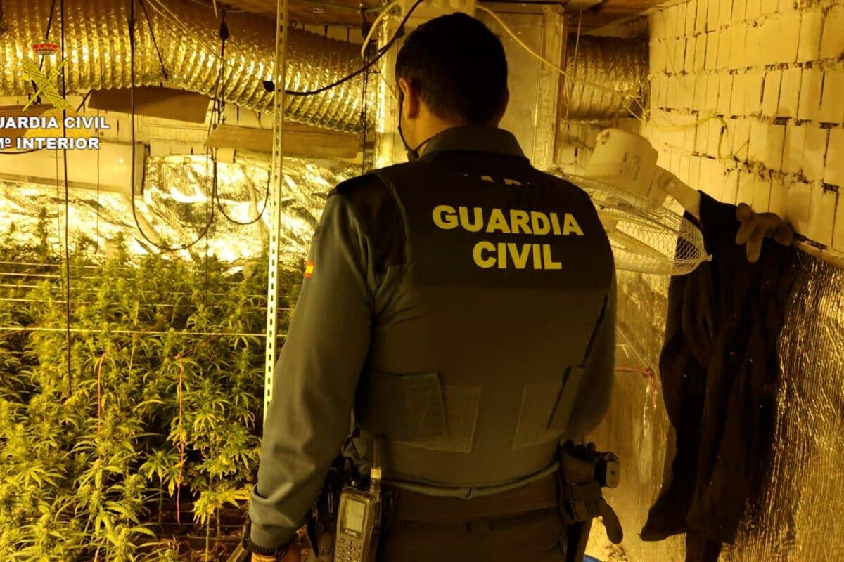 Descubren una plantación de marihuana en Guadalajara con 785 plantas