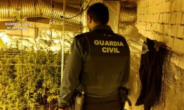 Descubren una plantación de marihuana en Guadalajara con 785 plantas