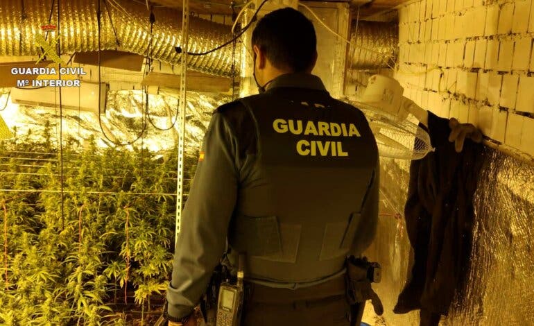 Descubren una plantación de marihuana en Guadalajara con 785 plantas