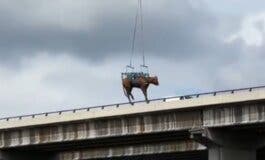 Rescatan en helicóptero a una vaca que llevaba perdida desde el sábado en El Molar