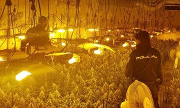 Hallan la mayor plantación indoor de marihuana de la provincia de Guadalajara