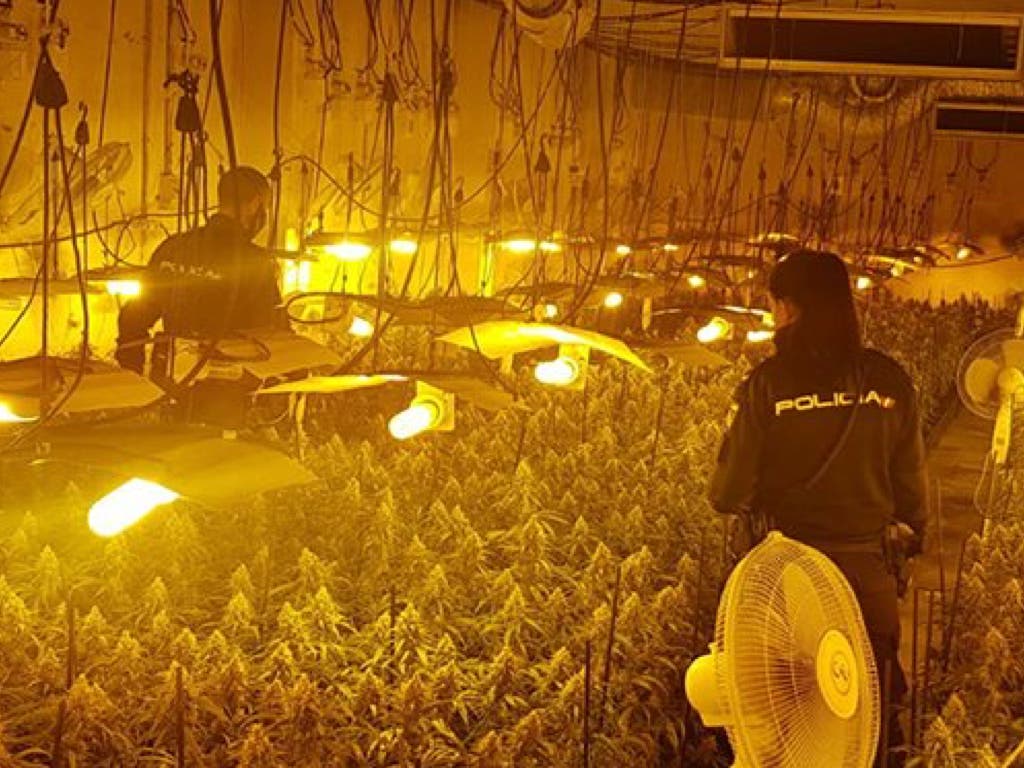 Hallan la mayor plantación indoor de marihuana de la provincia de Guadalajara