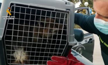 Liberan a un zorro atado con una cadena en San Sebastián de los Reyes