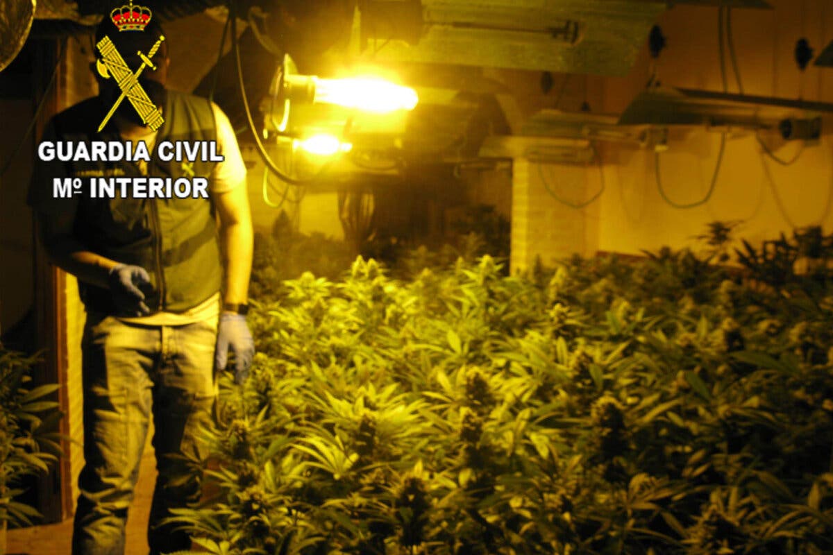 Cinco detenidos y 3.022 plantas de marihuana incautadas en Torrejón del Rey