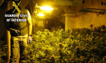 Cinco detenidos y 3.022 plantas de marihuana incautadas en Torrejón del Rey