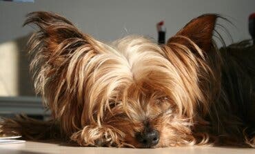 Un perro de raza potencialmente peligrosa mata a un yorkshire en San Fernando de Henares