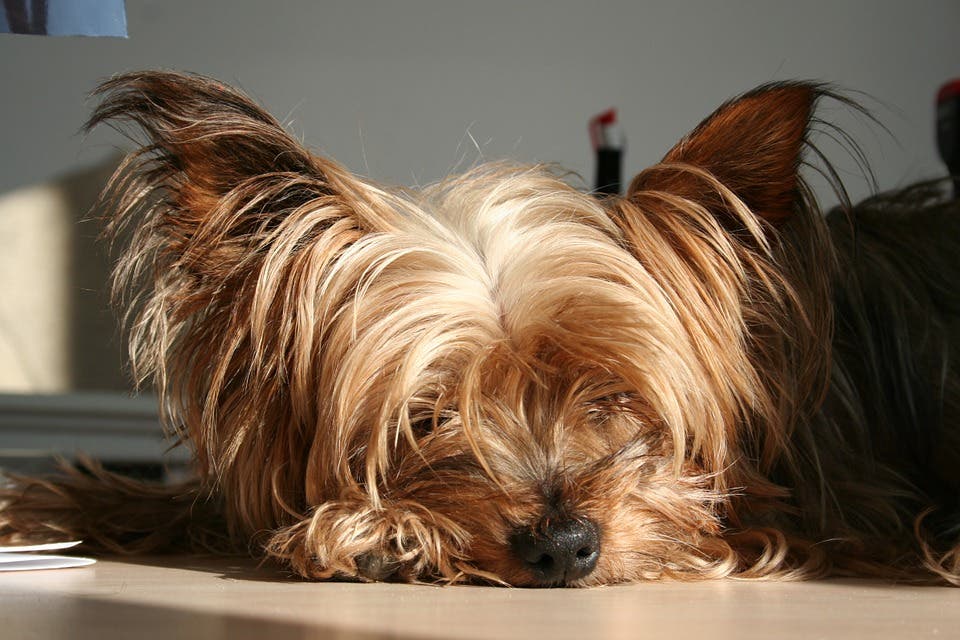 Un perro de raza potencialmente peligrosa mata a un yorkshire en San Fernando de Henares