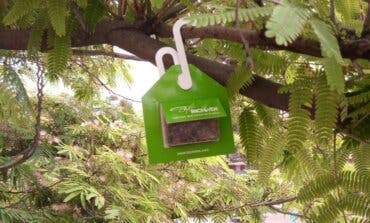 Velilla instala cajas con mariquitas y avispillas en los árboles para controlar las plagas de pulgón