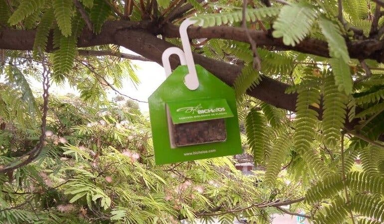 Velilla instala cajas con mariquitas y avispillas en los árboles para controlar las plagas de pulgón