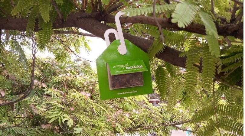 Velilla instala cajas con mariquitas y avispillas en los árboles para controlar las plagas de pulgón