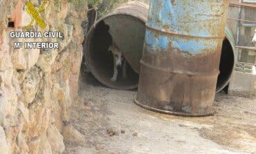 Localizan en una finca de Guadalajara 55 perros de caza en pésimas condiciones 