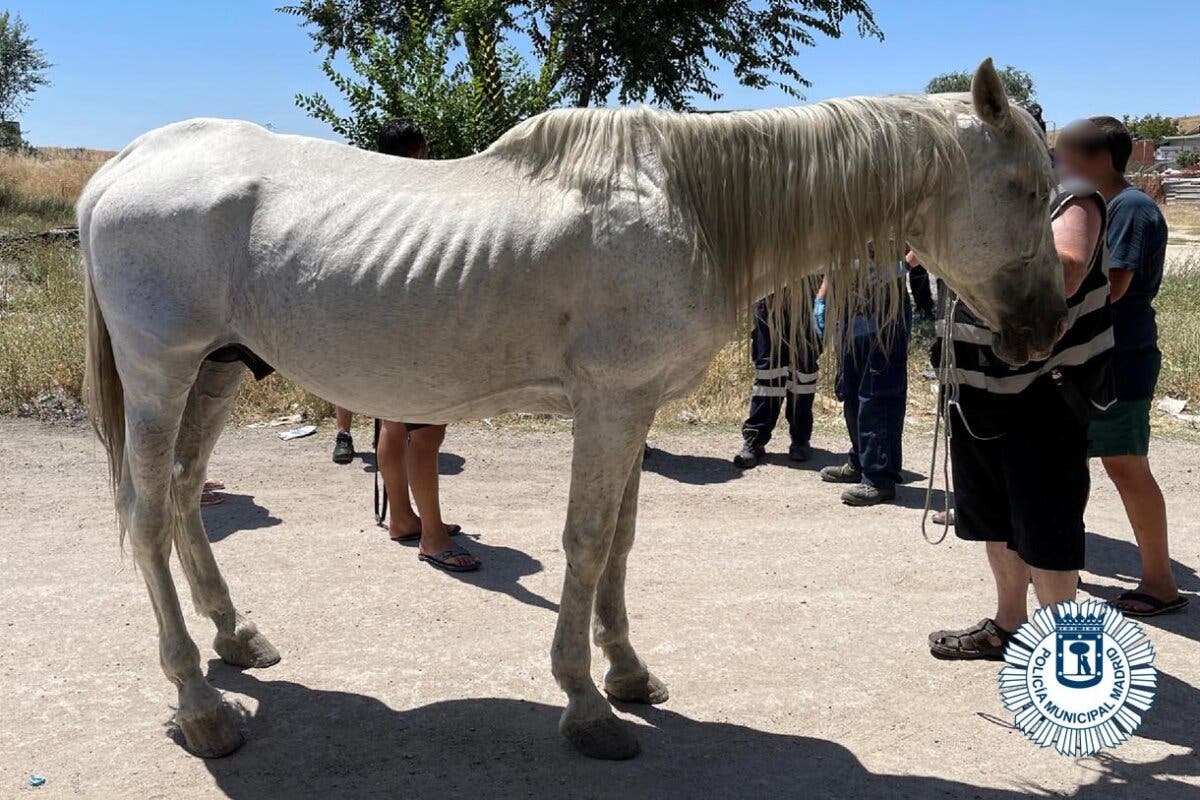 Rescatan a un caballo herido en la Cañada Real que llevaba días vagando solo