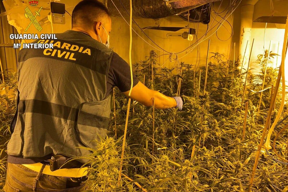 Desmantelan una plantación de marihuana con 1.590 plantas en un chalet de El Casar 