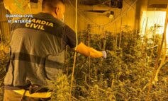 Desmantelan una plantación de marihuana con 1.590 plantas en un chalet de El Casar 