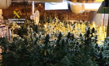 Desmantelan otra plantación de marihuana en El Casar con 787 plantas