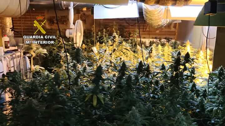 Desmantelan otra plantación de marihuana en El Casar con 787 plantas