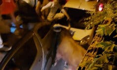 Dos heridos graves al escaparse un toro de la plaza de Brihuega, en Guadalajara 